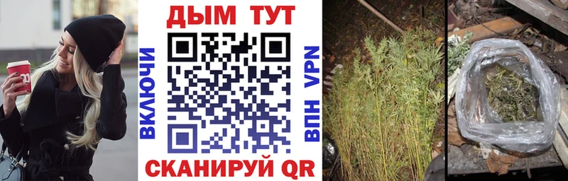 где купить наркотик  мега зеркало  Шишки марихуана план  Невель 